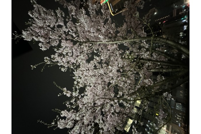 桜の季節4月もよろしくお願いします